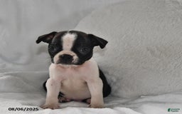 Boston Terrier dogs for sale: Benny - Image 3