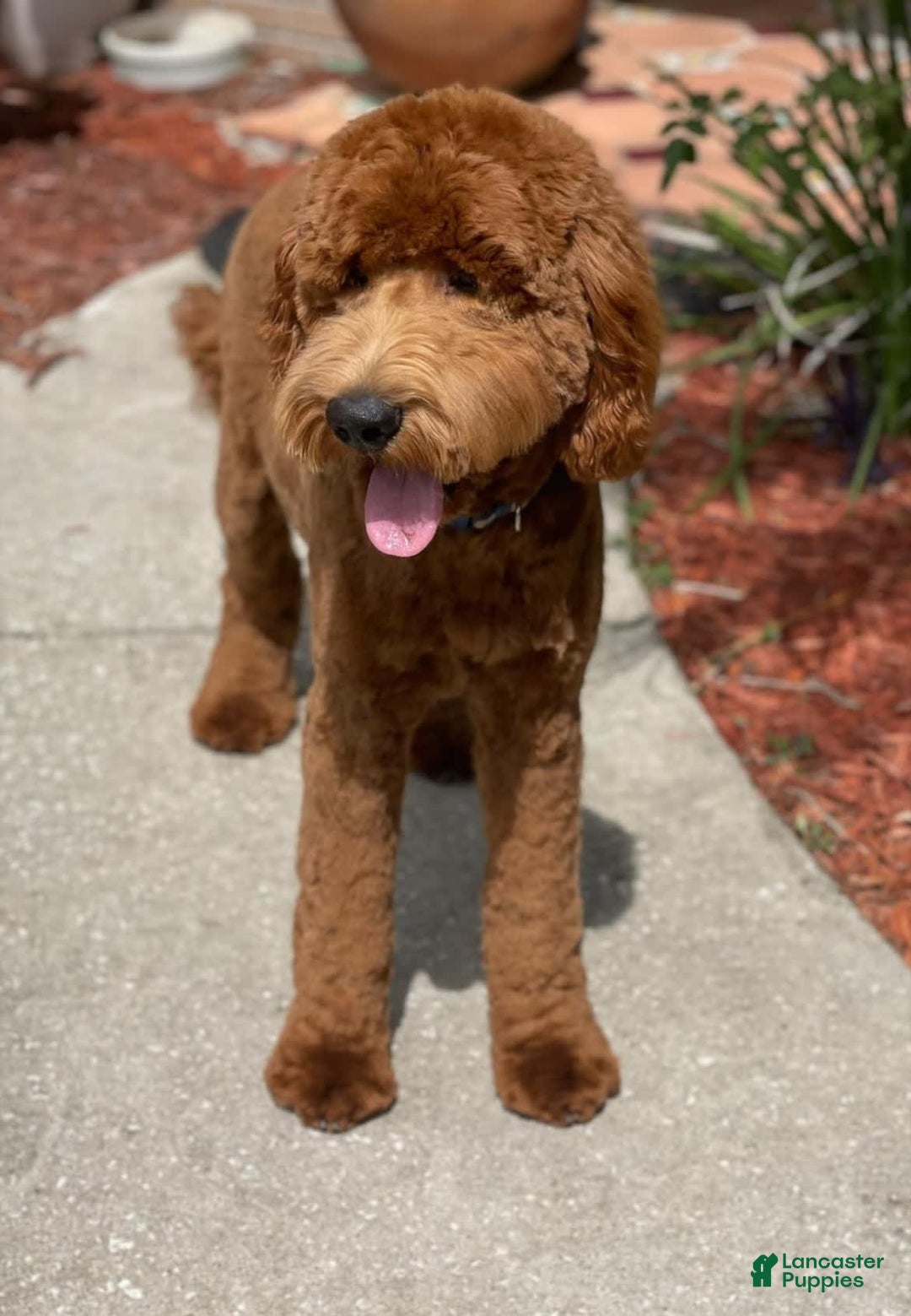 Goldendoodle dogs for sale: Red Collar - Image 5