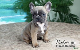 French Bulldog dogs for sale: Victor - Image 3