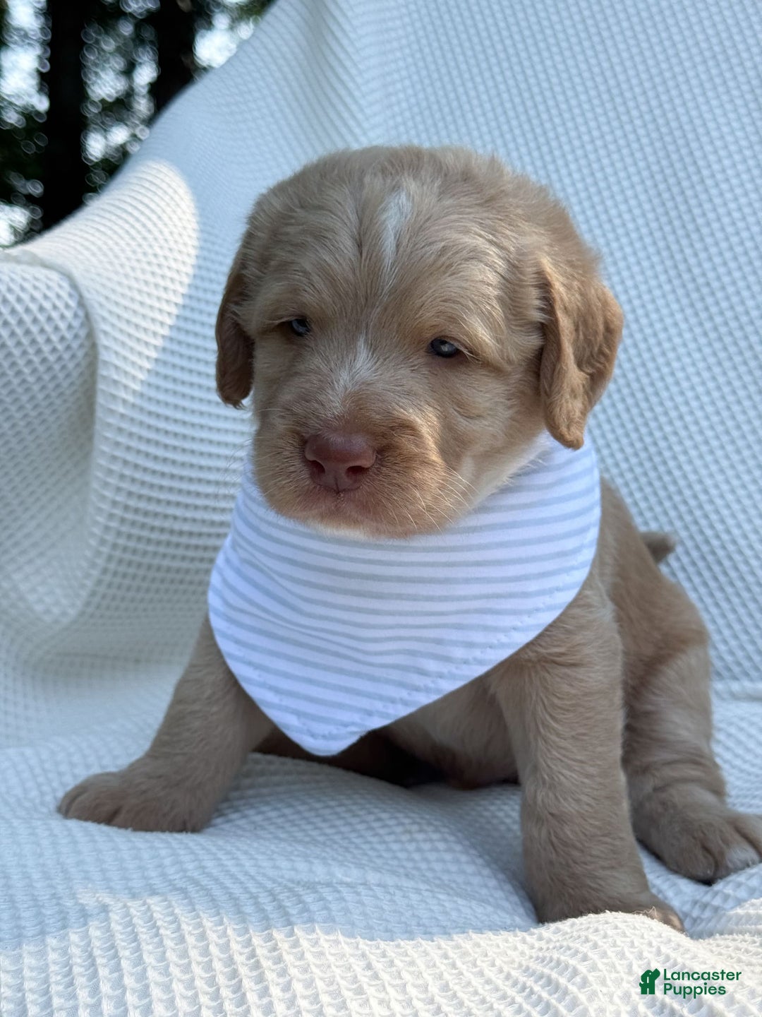 Labradoodle dogs for sale: Cinnamon - Image 8
