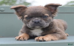 Frenchton dogs for sale: Milo Fluffy - Image 8