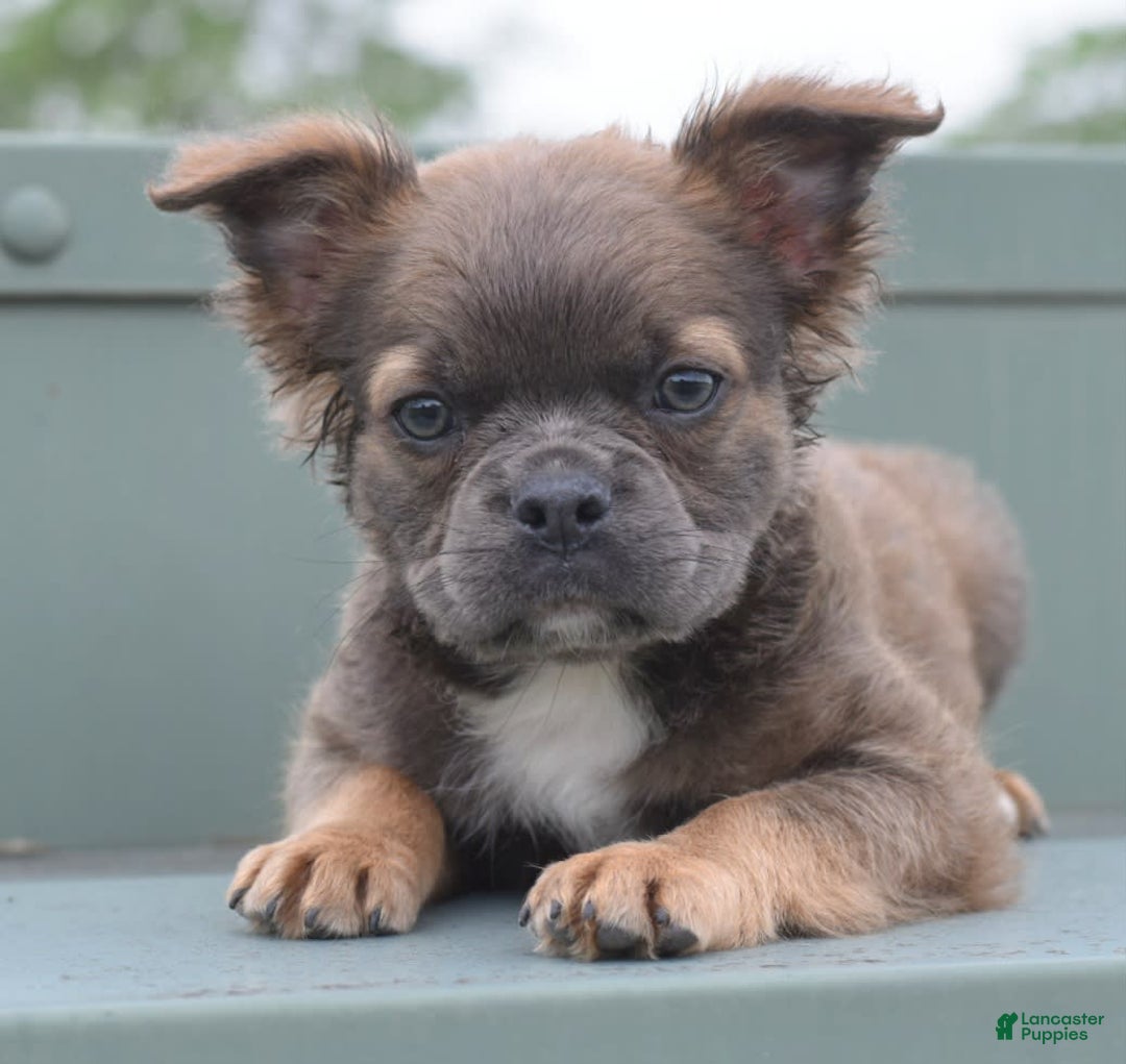 Frenchton dogs for sale: Milo Fluffy - Image 8