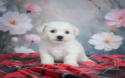 Bichon Frise dogs for sale: Jesse - Image 1