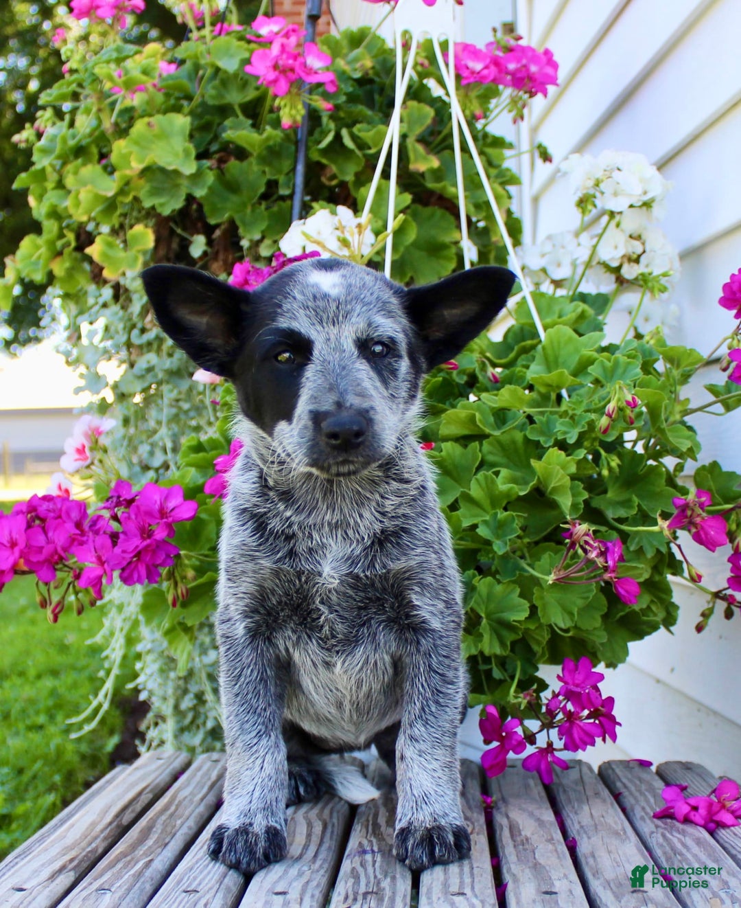 Australian Cattle Dog dogs for sale: Beauty - Image 1
