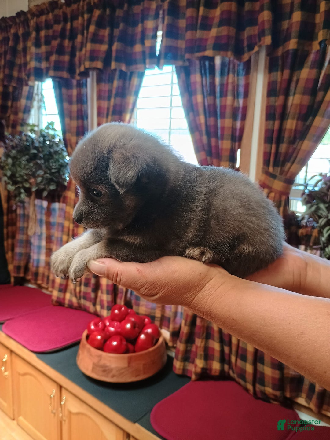 Chihuahua dogs for sale: Rocky Silver Blue - Image 3