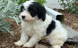 Cavapoo dogs for sale: Cole - Image 7