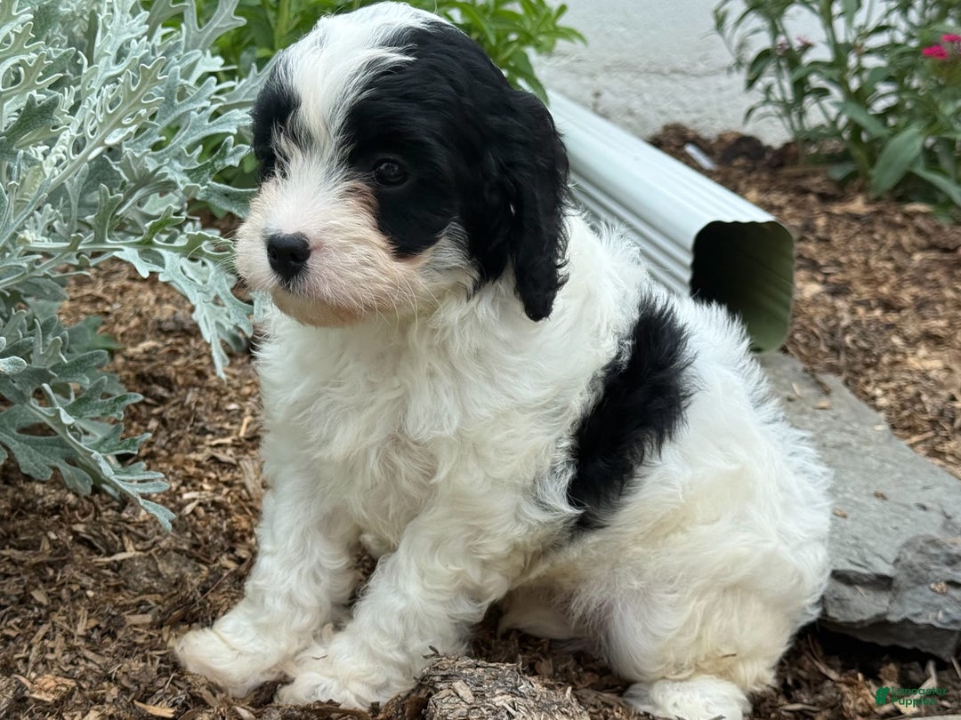 Cavapoo dogs for sale: Cole - Image 7