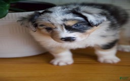 Australian Shepherd dogs for sale: Strawberry - Image 2