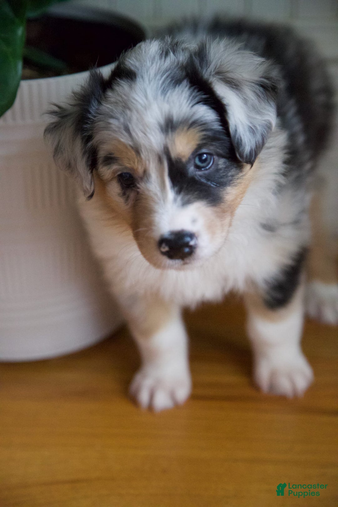 Australian Shepherd dogs for sale: Strawberry - Image 2
