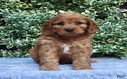 Cavapoo dogs for sale: Cavapoo 5 puppies - Image 7