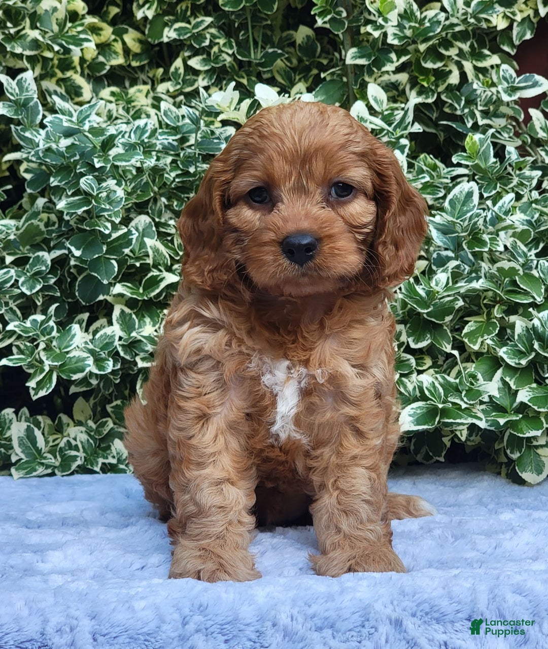 Cavapoo dogs for sale: Cavapoo 5 puppies - Image 7