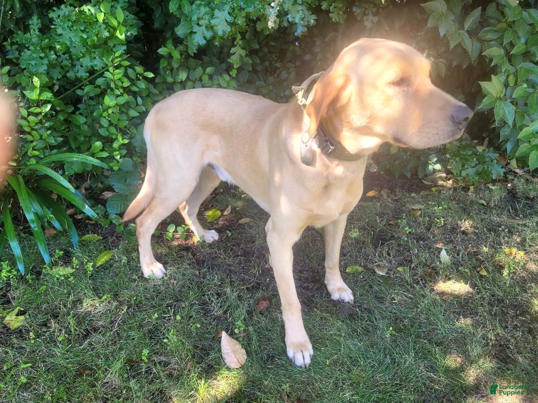 Labrador Retriever dogs for sale: RED FOX MALE - Image 3