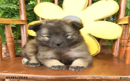 Keeshond dogs for sale: Twilight - Image 3