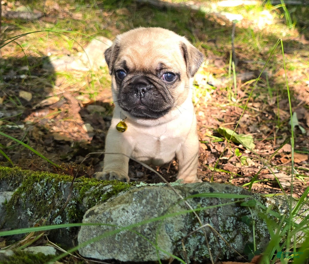 Pug dogs for sale: Davy - Image 24