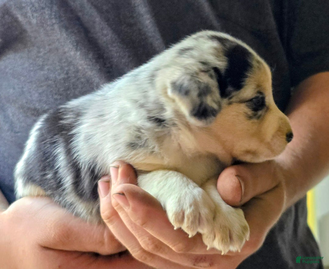 Miniature Australian Shepherd dogs for sale: Lucas - Image 2
