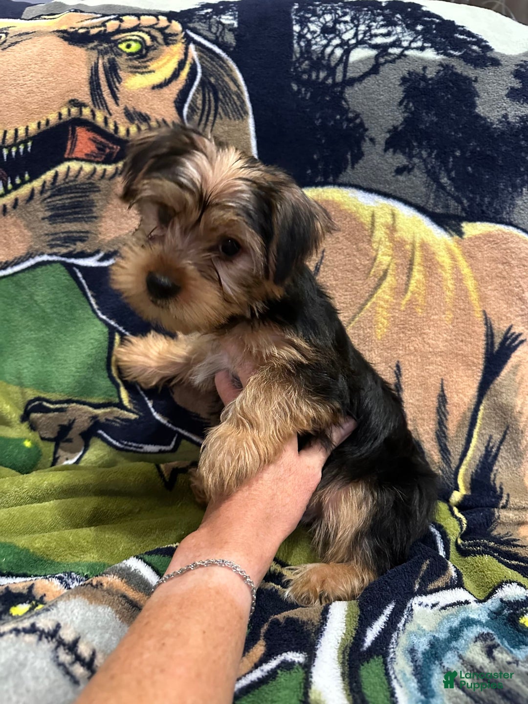 Yorkshire Terrier dogs for sale: Blue3 - Image 3