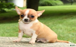 Chihuahua dogs for sale: Leo - Image 2