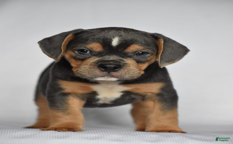 Beabull dogs for sale - Ad 2