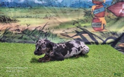 Catahoula Leopard Dog dogs for sale: Houdini 2025 Male 2 - Image 15