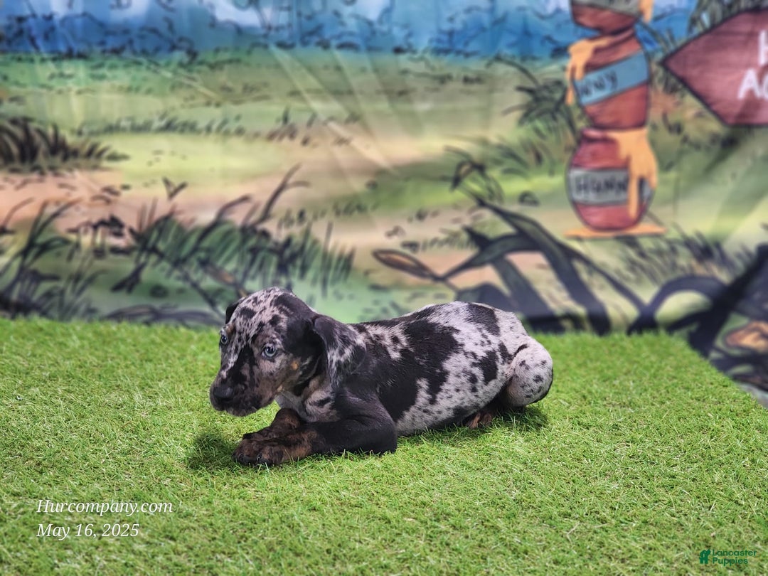 Catahoula Leopard Dog dogs for sale: Houdini 2025 Male 2 - Image 15