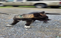 Dutch Shepherd dogs for sale: Puppy - Image 3
