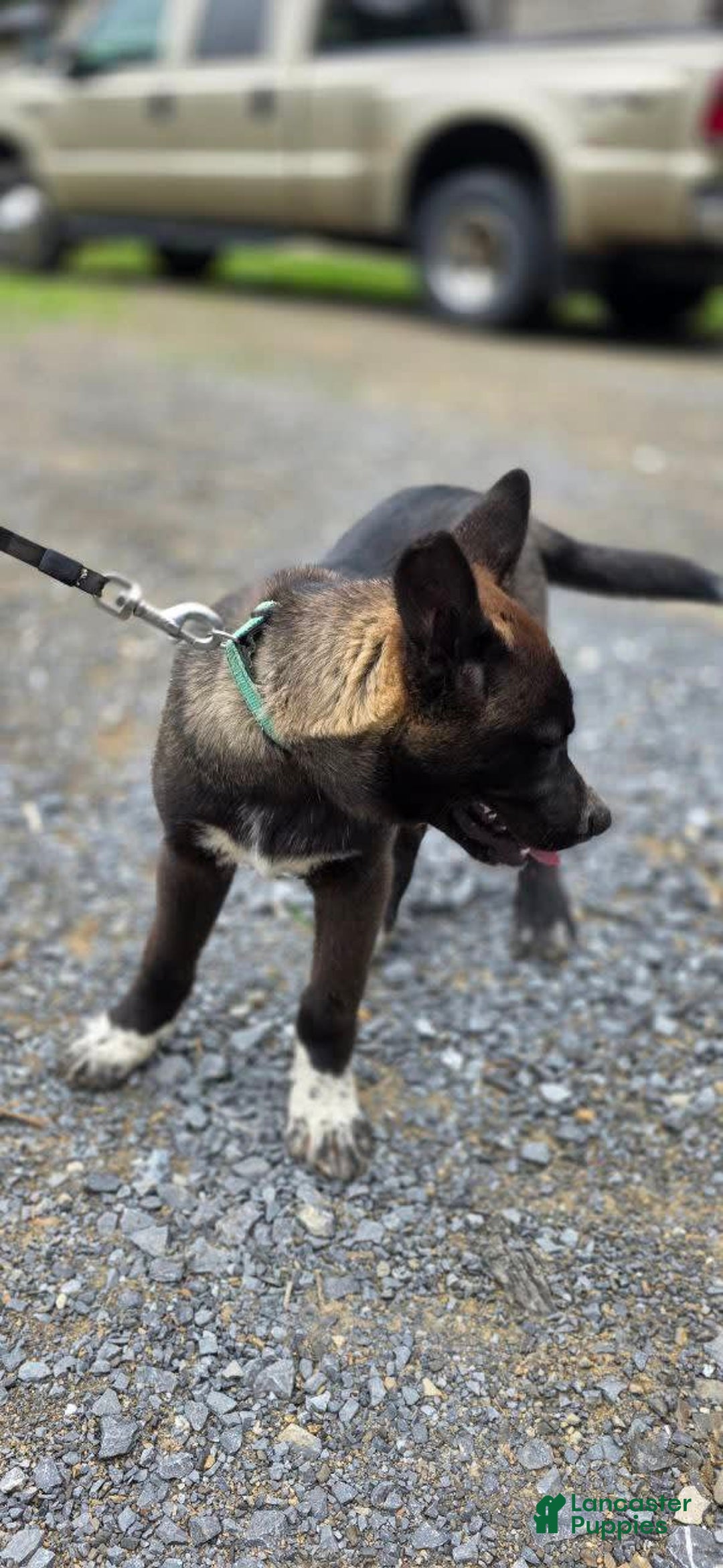 Dutch Shepherd dogs for sale: Puppy - Image 3