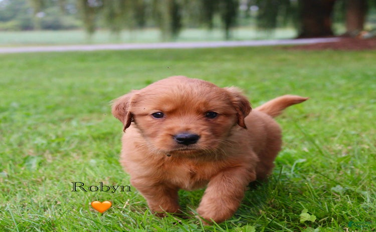 Golden Retriever dogs for sale - Ad 2
