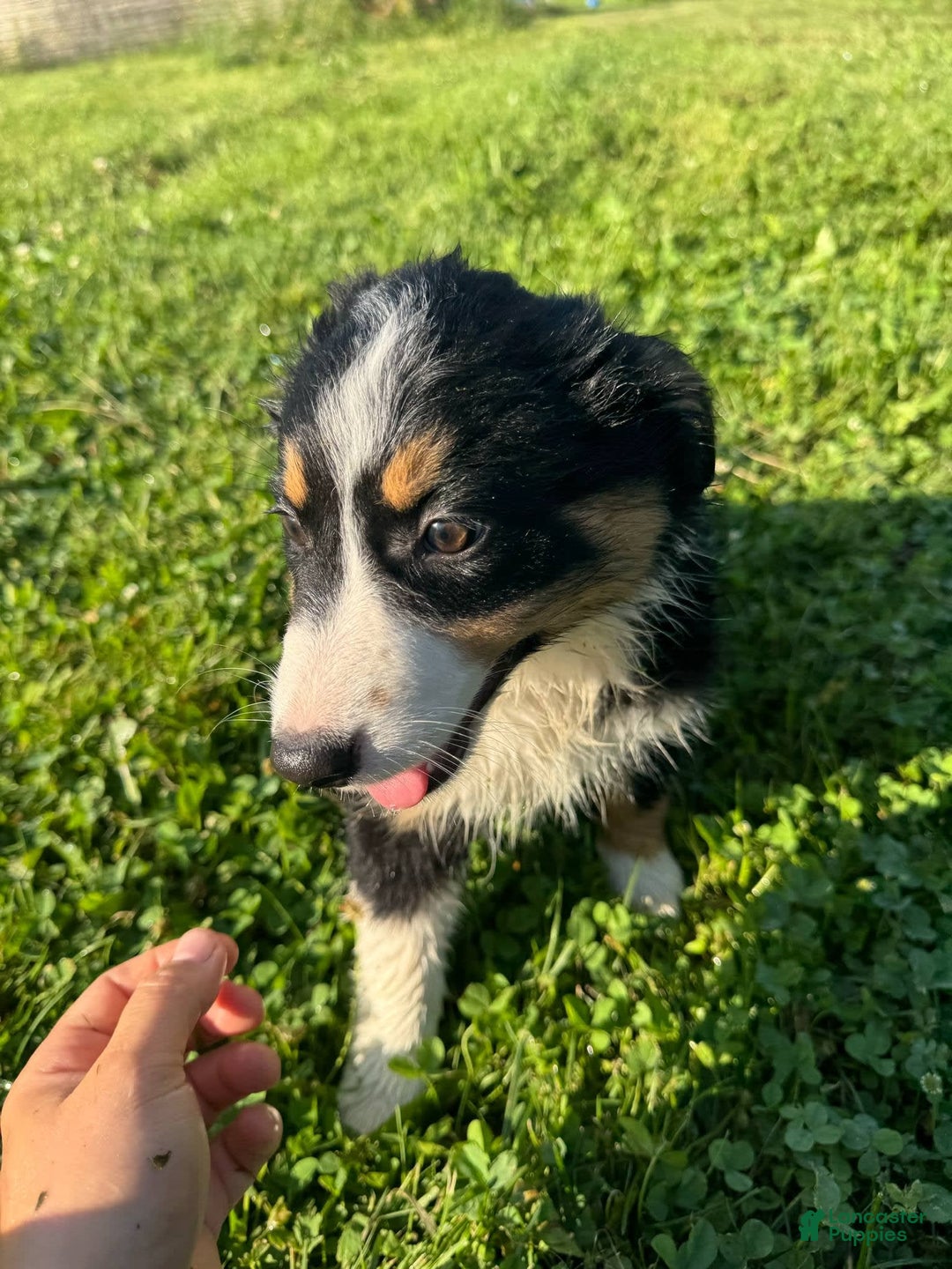 Australian Shepherd dogs for sale: Ahsoko - Image 13