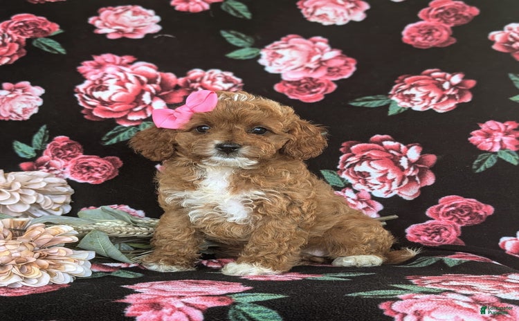 Cavapoo dogs for sale - Ad 1