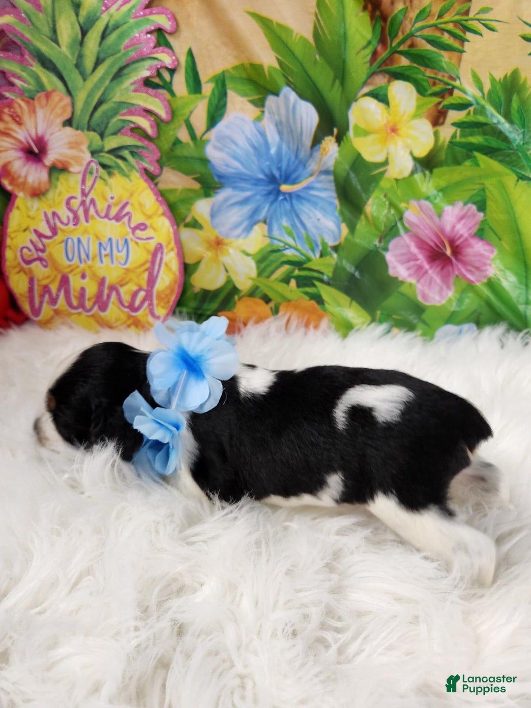 English Springer Spaniel dogs for sale: Jelly - Image 3
