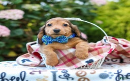 Miniature Dachshund dogs for sale: Rusty - Image 4