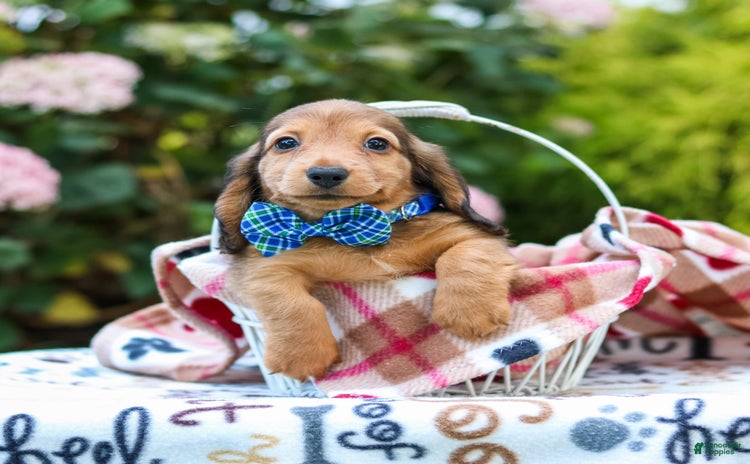 Miniature Dachshund dogs for sale - Ad 3