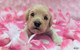 Cockapoo dogs for sale: Magnus - Image 9