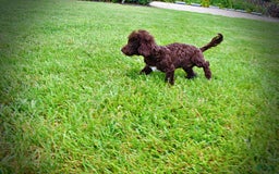 Havapoo dogs for sale: Teddy - Image 20