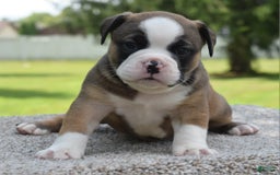 French Bulldog dogs for sale: Bentley mini bulldogge - Image 3