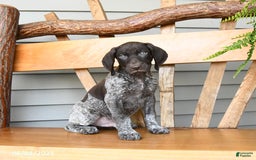 German Shorthaired Pointer dogs for sale: Buzz - Image 1