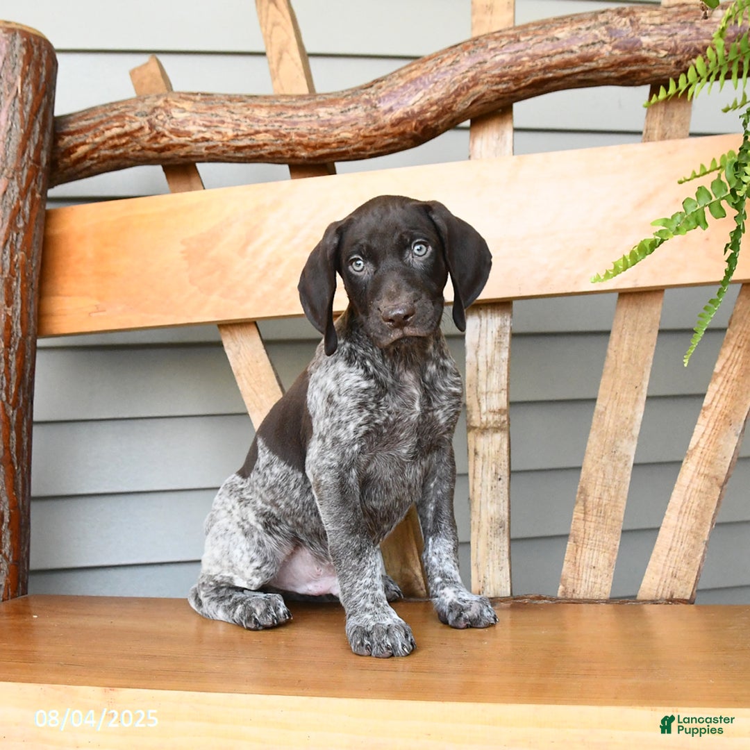 German Shorthaired Pointer dogs for sale: Buzz - Image 1