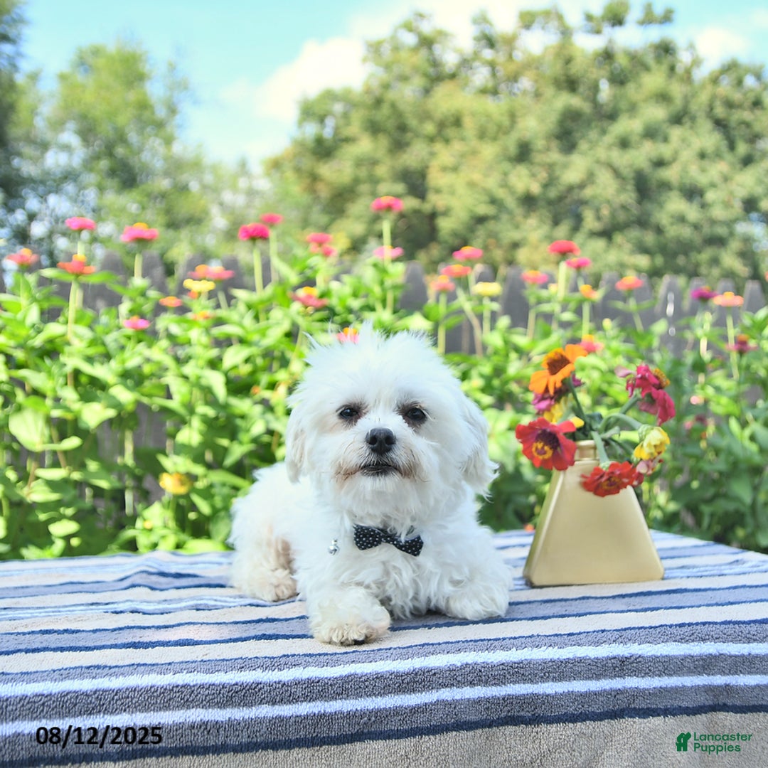 Maltese dogs for sale: Betsy Extra Small - Image 6
