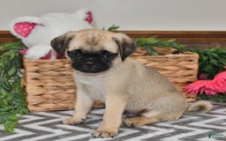 Pug dogs for sale: Sprinkles - Image 3