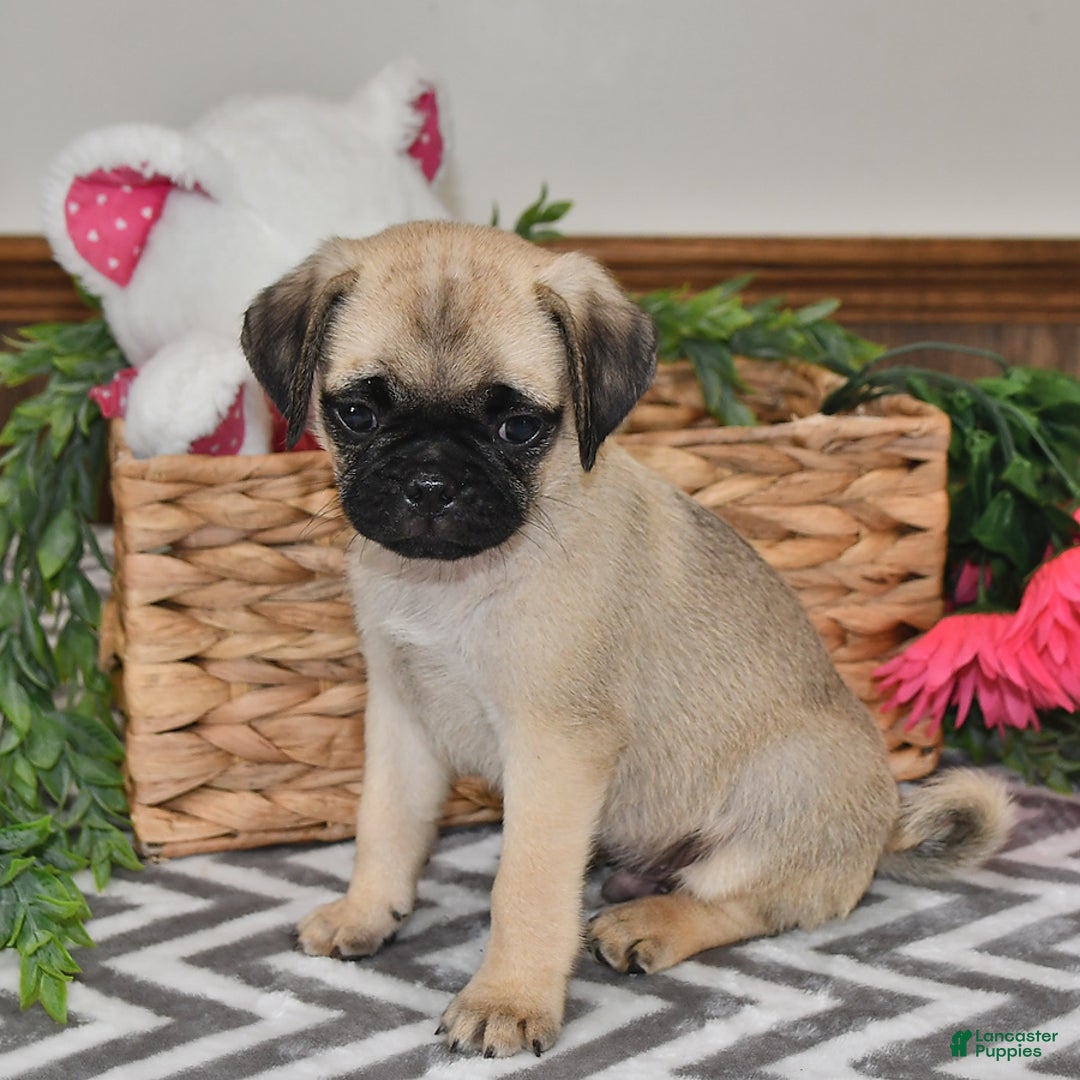 Pug dogs for sale: Sprinkles - Image 3