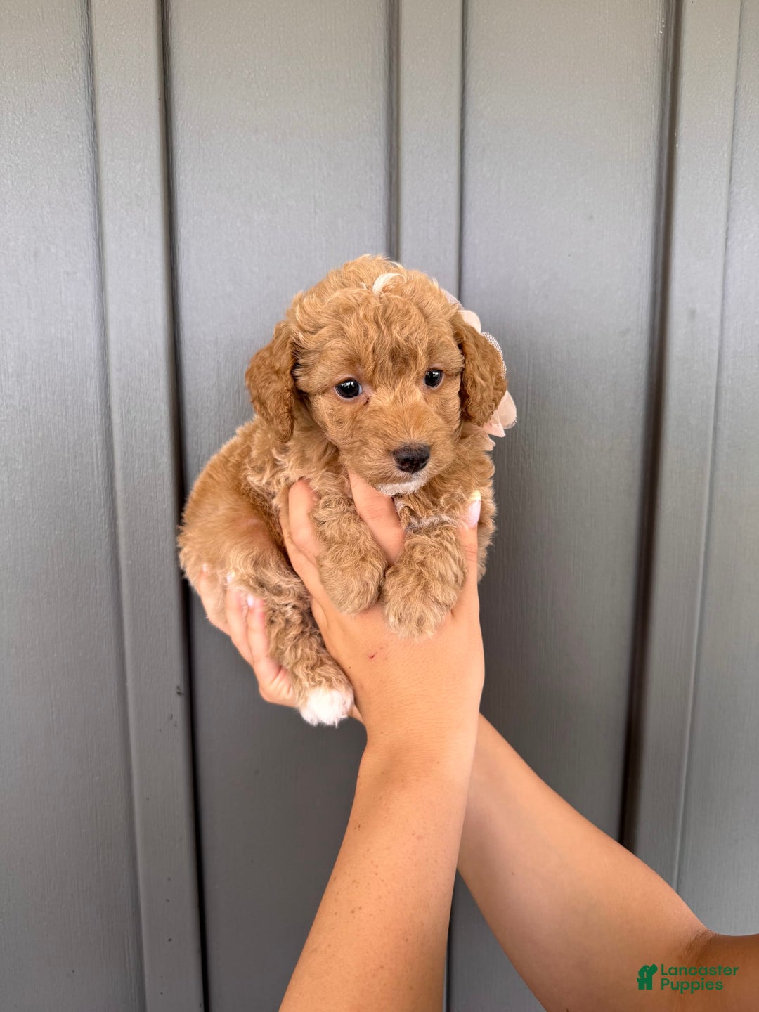  dogs for sale: Mini Goldendoodle 6 puppies - Image 9