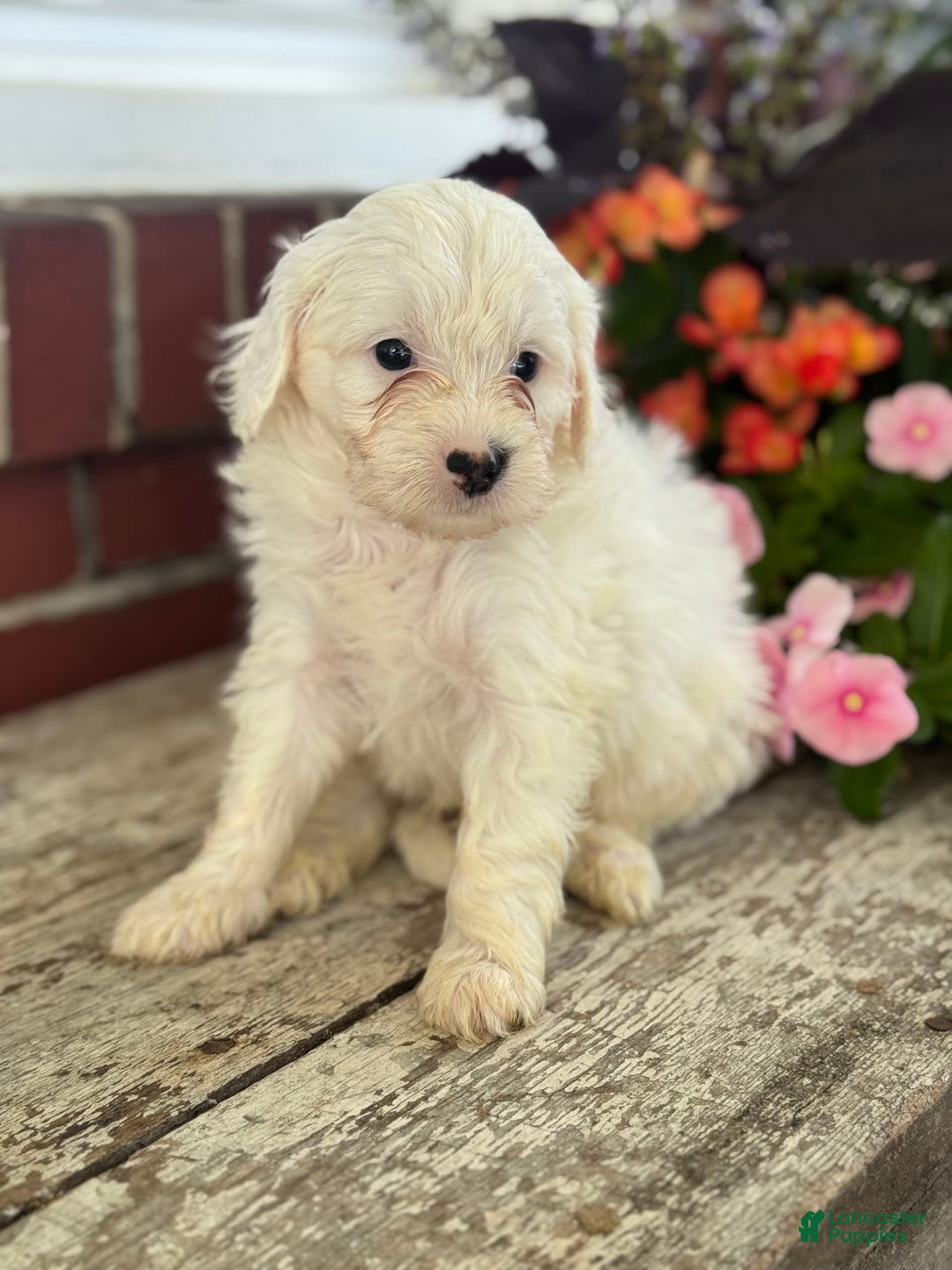 Mini Bernedoodle dogs for sale: Jack - Image 10