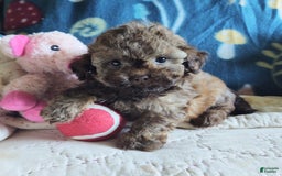 Maltipoo dogs for sale: Chocolate Peanut - Image 27