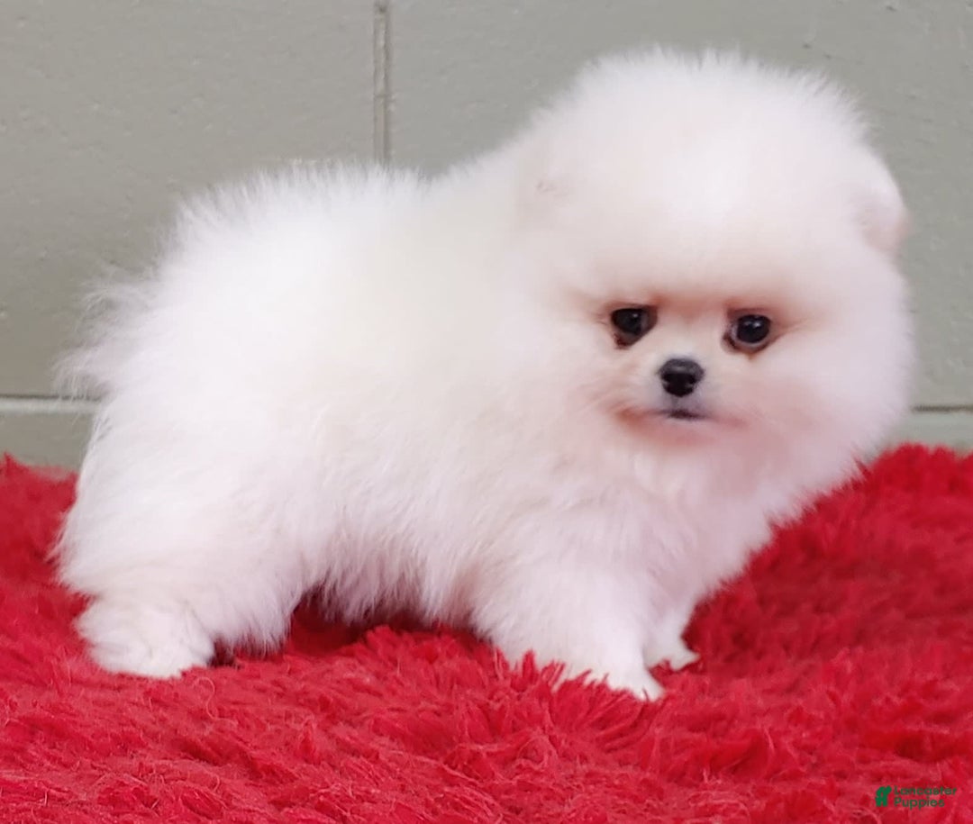 Pomeranian dogs for sale: Blizzard - Image 1