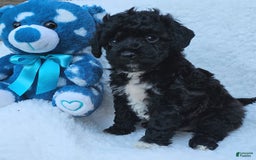 Toy Poodle dogs for sale: Tyler - Image 4