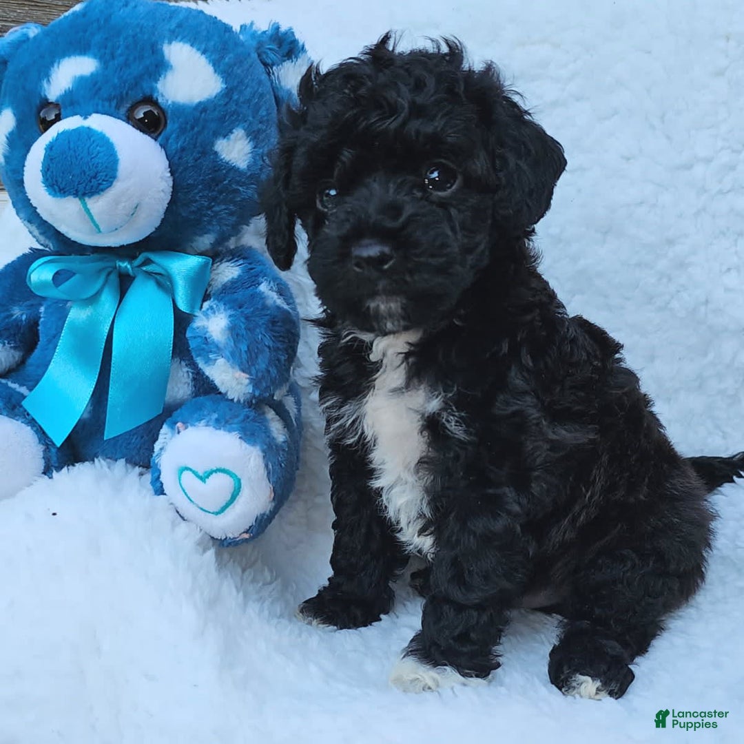 Toy Poodle dogs for sale: Tyler - Image 4