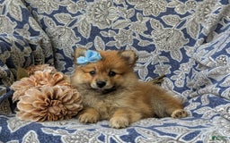 Pomeranian dogs for sale: Kelsea Genetic Testing 9 lbs full grown - Image 4