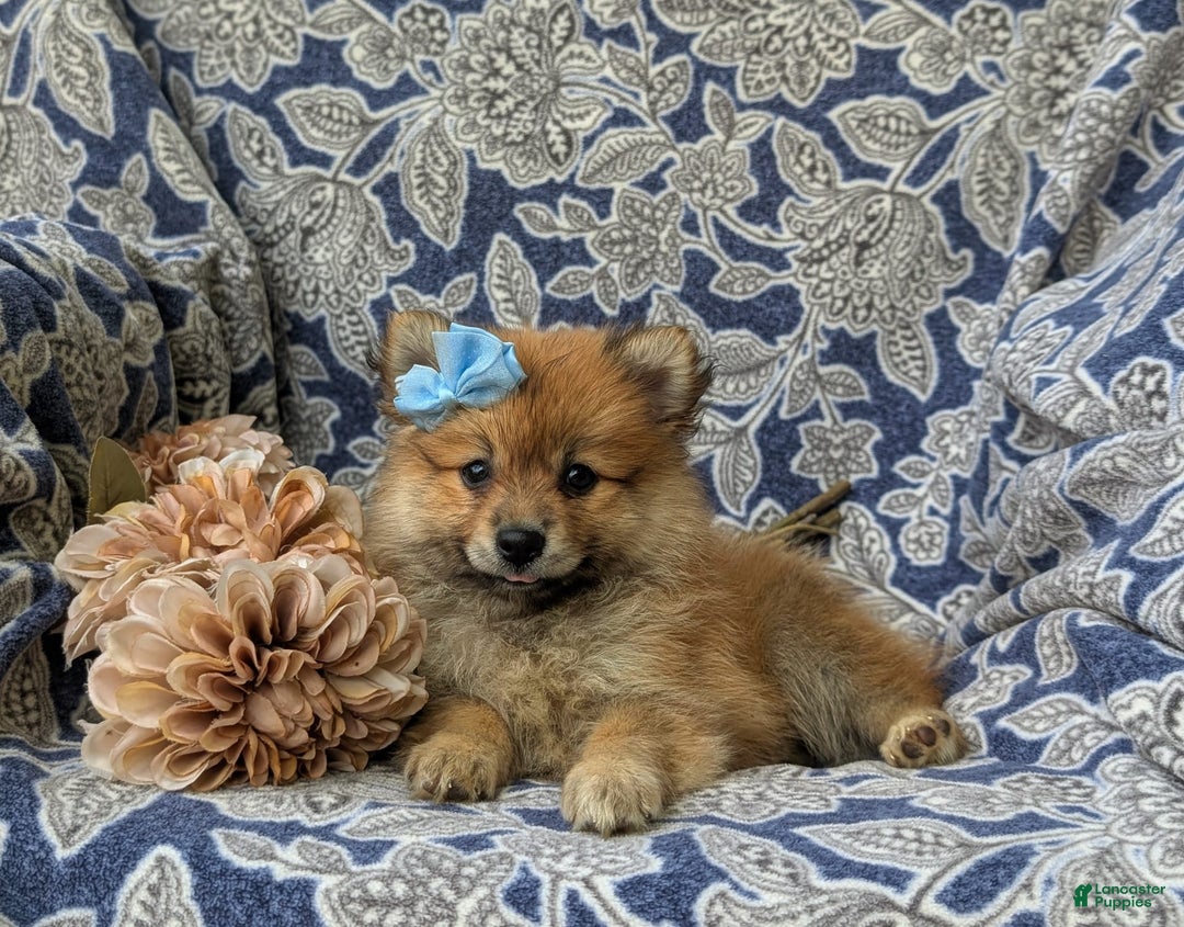 Pomeranian dogs for sale: Kelsea Genetic Testing 9 lbs full grown - Image 4