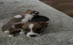 Welsh Corgi Pembroke dogs for sale: Fez - Image 2