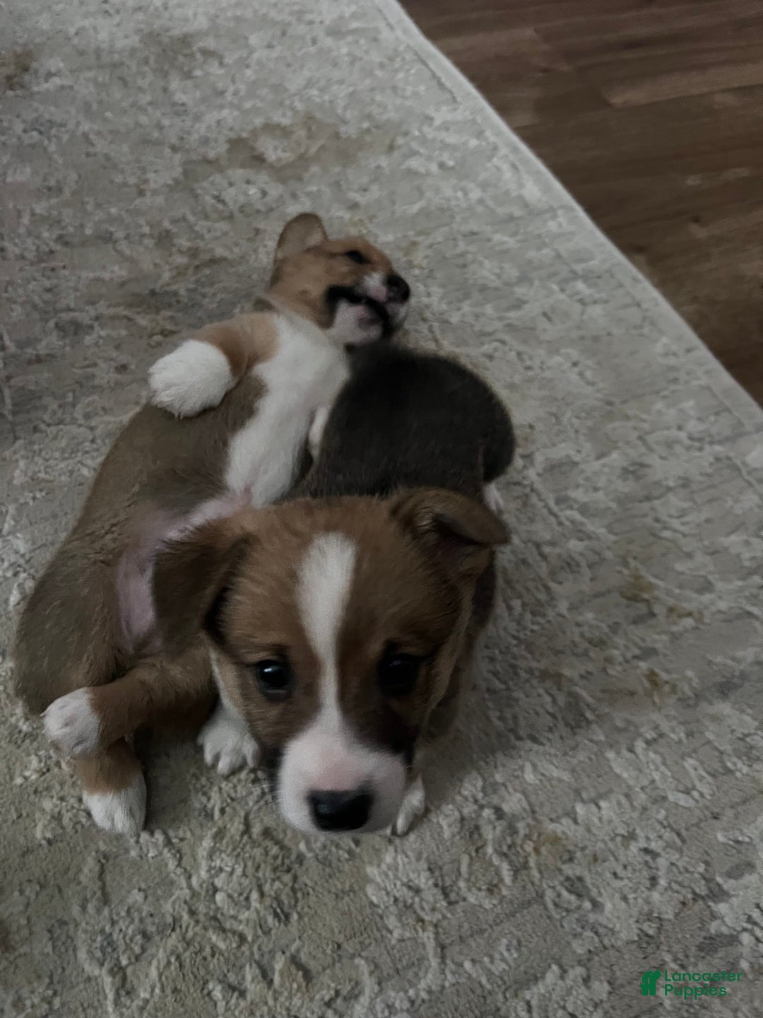 Welsh Corgi Pembroke dogs for sale: Fez - Image 2
